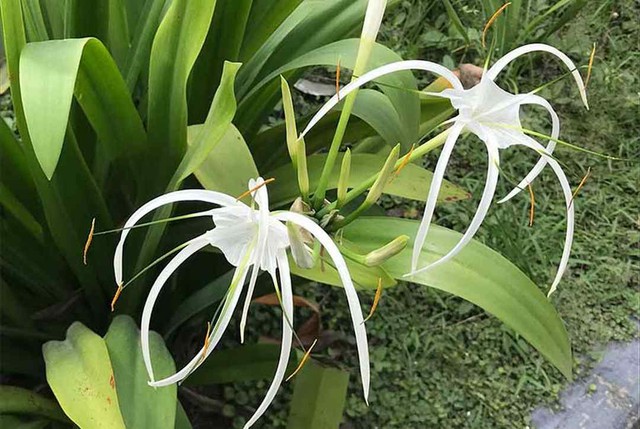 Người tuổi này trồng cây đại tướng quân để mang lại bình an, giảm thiểu những xui xẻo và khó khăn - Ảnh 2. Người tuổi này trồng cây đại tướng quân để mang lại bình an, giảm thiểu những xui xẻo và khó khăn - Ảnh 2.