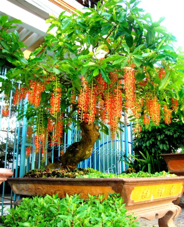 Nếu nhà bạn sở hữu loại cây này, con cháu hưởng phúc, cả nhà được bình an ấm no - Ảnh 4. Nếu nhà bạn sở hữu loại cây này, con cháu hưởng phúc, cả nhà được bình an ấm no - Ảnh 4.