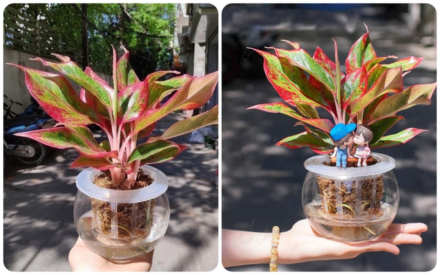 Loại cây 'trấn trạch' ngôi nhà, xua đuổi năng lượng tiêu cực giúp cả họ trăm năm vẫn giàu- Ảnh 3. Loại cây 'trấn trạch' ngôi nhà, xua đuổi năng lượng tiêu cực giúp cả họ trăm năm vẫn giàu- Ảnh 3.