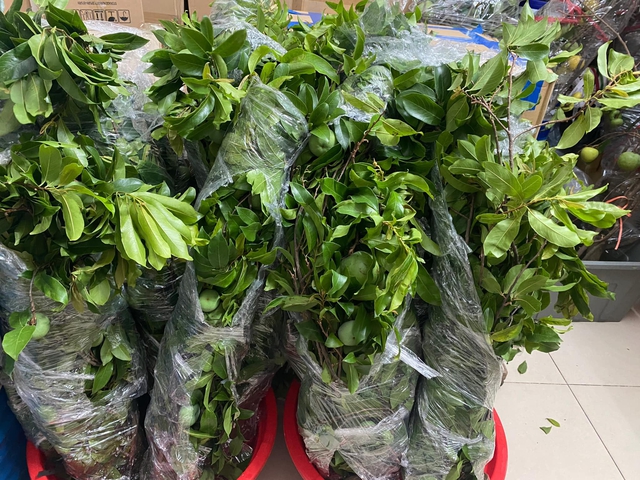 Thị thơm vào mùa, chị em đua nhau ‘săn’ cành thị về chưng làm đẹp không gian sống, nên biết mẹo này để cắm tươi lâu- Ảnh 2. Thị thơm vào mùa, chị em đua nhau ‘săn’ cành thị về chưng làm đẹp không gian sống, nên biết mẹo này để cắm tươi lâu- Ảnh 2.