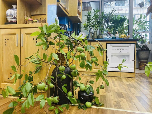 Thị thơm vào mùa, chị em đua nhau ‘săn’ cành thị về chưng làm đẹp không gian sống, nên biết mẹo này để cắm tươi lâu- Ảnh 4. Thị thơm vào mùa, chị em đua nhau ‘săn’ cành thị về chưng làm đẹp không gian sống, nên biết mẹo này để cắm tươi lâu- Ảnh 4.
