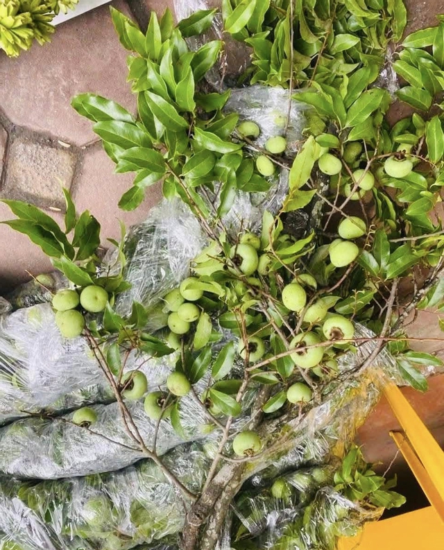 Thị thơm vào mùa, chị em đua nhau ‘săn’ cành thị về chưng làm đẹp không gian sống, nên biết mẹo này để cắm tươi lâu- Ảnh 3. Thị thơm vào mùa, chị em đua nhau ‘săn’ cành thị về chưng làm đẹp không gian sống, nên biết mẹo này để cắm tươi lâu- Ảnh 3.
