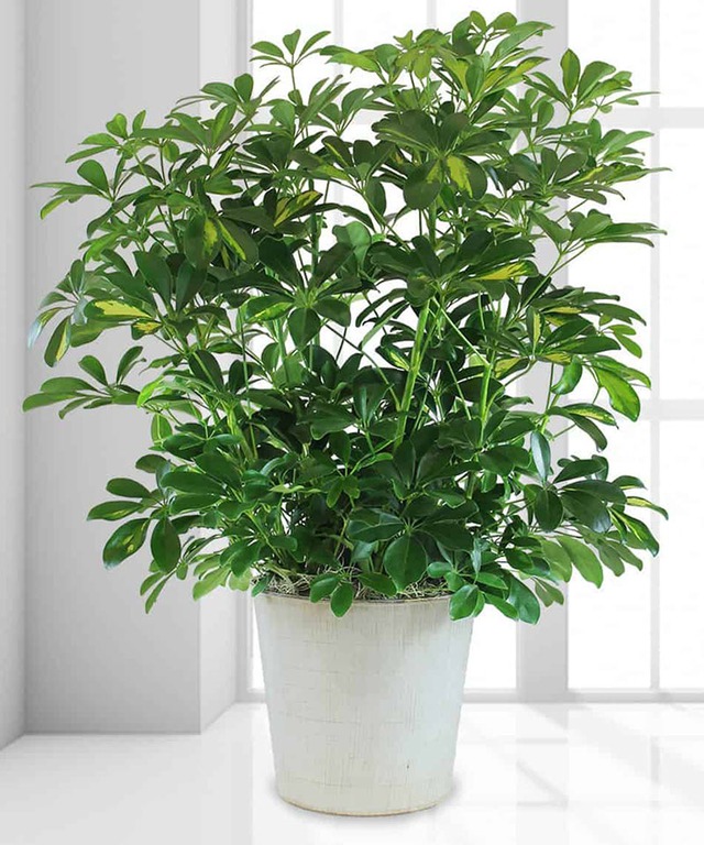 Loại cây 'trấn trạch' ngôi nhà, xua đuổi năng lượng tiêu cực giúp cả họ trăm năm vẫn giàu- Ảnh 4. Loại cây 'trấn trạch' ngôi nhà, xua đuổi năng lượng tiêu cực giúp cả họ trăm năm vẫn giàu- Ảnh 4.