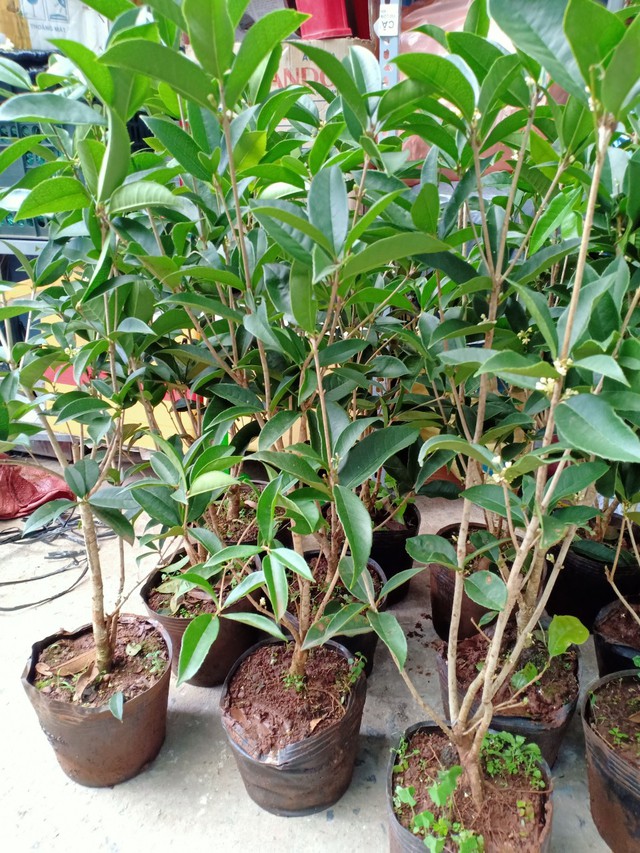 Loại cây 'trấn trạch' ngôi nhà, xua đuổi năng lượng tiêu cực giúp cả họ trăm năm vẫn giàu- Ảnh 5. Loại cây 'trấn trạch' ngôi nhà, xua đuổi năng lượng tiêu cực giúp cả họ trăm năm vẫn giàu- Ảnh 5.
