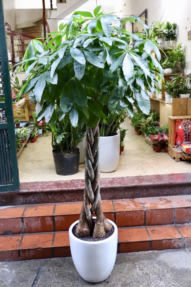 Loài cây này càng trồng càng vượng khí, tiền vào như nước- Ảnh 5. Loài cây này càng trồng càng vượng khí, tiền vào như nước- Ảnh 5.
