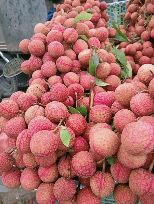 Vải thiều vào cuối vụ, người tiêu dùng tranh thủ mua dự trữ trước khi hết mùa- Ảnh 8. Vải thiều vào cuối vụ, người tiêu dùng tranh thủ mua dự trữ trước khi hết mùa- Ảnh 8.