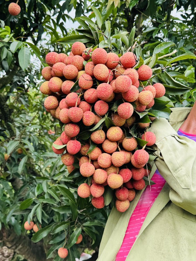 Vải thiều vào cuối vụ, người tiêu dùng tranh thủ mua dự trữ trước khi hết mùa- Ảnh 7. Vải thiều vào cuối vụ, người tiêu dùng tranh thủ mua dự trữ trước khi hết mùa- Ảnh 7.