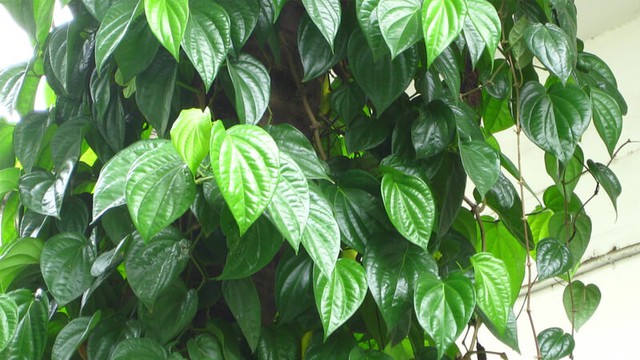 Đặt cây trầu không ở vị trí này trong nhà để mang lại may mắn cho sự nghiệp và bình yên cho ngôi nhà - Ảnh 3.