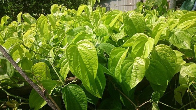 Đặt cây trầu không ở vị trí này trong nhà để mang lại may mắn cho sự nghiệp và bình yên cho ngôi nhà - Ảnh 2.