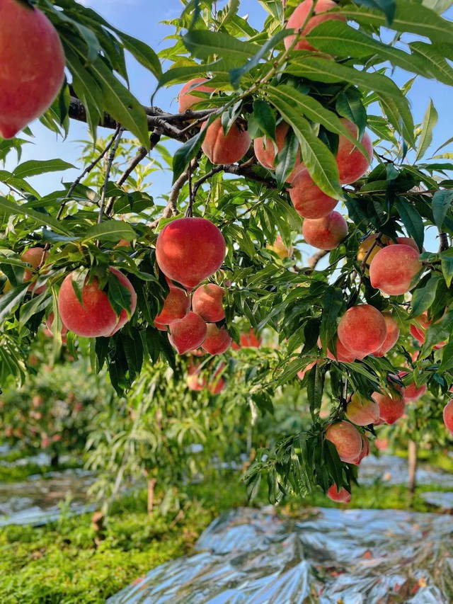 Một loại đào của Trung Quốc đổ bộ thị trường Việt, giá vài chục nghìn đồng/quả vẫn được chị em thi nhau “chốt đơn”- Ảnh 10.