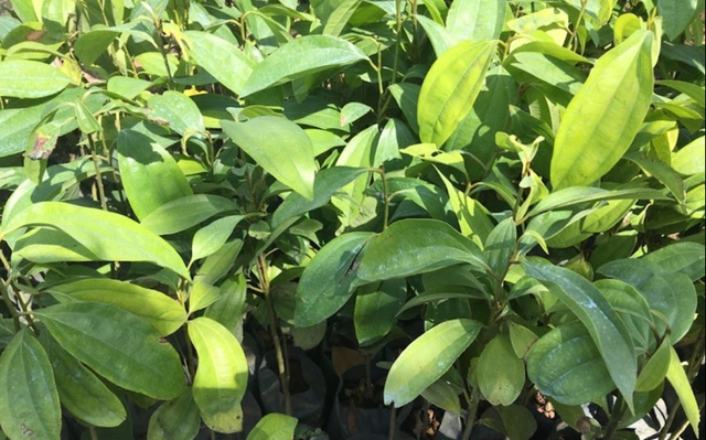 Loài cây này nếu trồng và chăm sóc đúng cách sẽ trở thành 'bảo vật' phong thủy mang lại bình an cho cả gia đình- Ảnh 3.