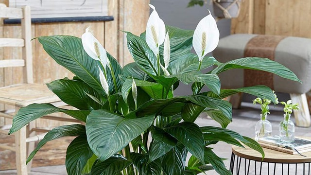 Trồng những cây này trong nhà nếu nở hoa gia đình hòa thuận, sự nghiệp lên như diều gặp gió- Ảnh 4. Trồng những cây này trong nhà nếu nở hoa gia đình hòa thuận, sự nghiệp lên như diều gặp gió- Ảnh 4.