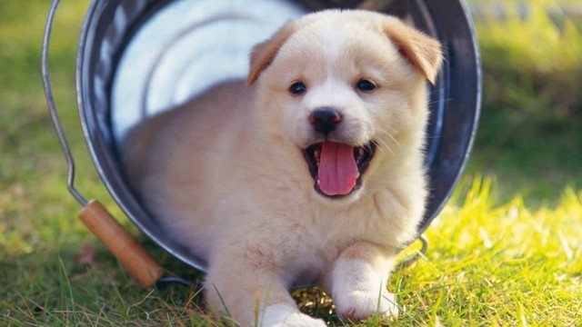 Những dấu hiệu chứng tỏ nhà bạn có nhiều phúc khí, tài lộc- Ảnh 4. Những dấu hiệu chứng tỏ nhà bạn có nhiều phúc khí, tài lộc- Ảnh 4.