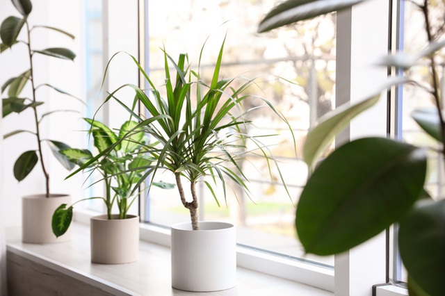 Trồng cây mắc lỗi này thì cây gì cũng héo úa- Ảnh 4.