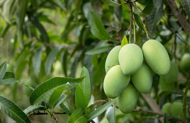 Trồng loại cây này trong nhà, vừa cho quả ăn, vừa chiêu tài lộc - Ảnh 3. Trồng loại cây này trong nhà, vừa cho quả ăn, vừa chiêu tài lộc - Ảnh 3.