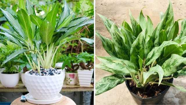 Muốn chặn vận xui, tiền lúc nào cũng rủng rỉnh, hãy sở hữu ngay cây giữ tiền - Ảnh 3. Muốn chặn vận xui, tiền lúc nào cũng rủng rỉnh, hãy sở hữu ngay cây giữ tiền - Ảnh 3.