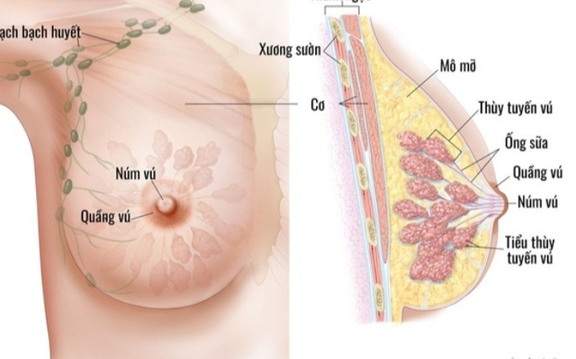 6 nhóm người có nguy cơ mắc ung thư vú cao, đây là 7 dấu hiệu báo bệnh, chị em cần cảnh giác - Ảnh 1. 6 nhóm người có nguy cơ mắc ung thư vú cao, đây là 7 dấu hiệu báo bệnh, chị em cần cảnh giác - Ảnh 1.