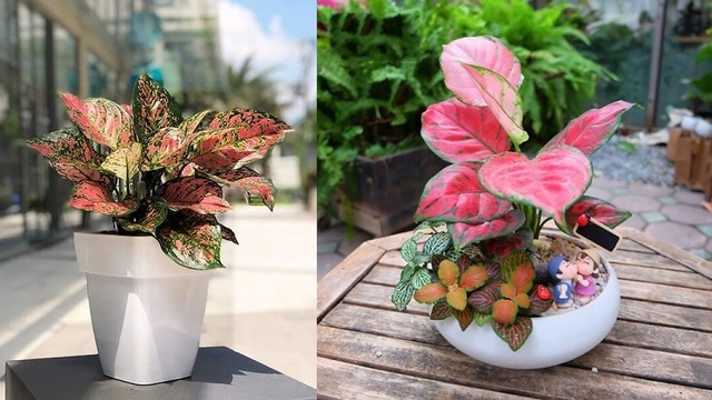 Mách bạn loại cây trồng không cần nhiều ánh nắng vẫn tươi đẹp quanh năm - Ảnh 4.