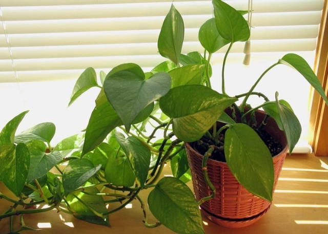 Cách tận dụng nguồn năng lượng đặc biệt của tháng 6 nhuận để kích hoạt may mắn, thịnh vượng- Ảnh 5.