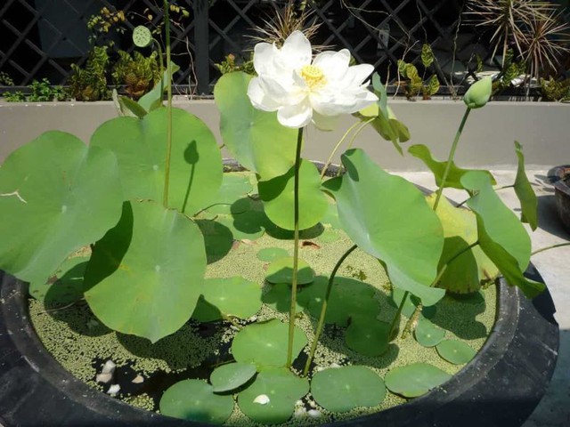 Cách trồng hoa sen trong chậu tại nhà đơn giản để hoa ra rực rỡ - Ảnh 2.