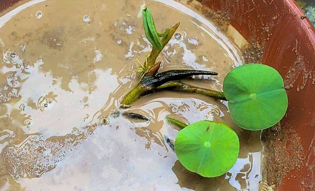 Cách trồng hoa sen trong chậu tại nhà đơn giản để hoa ra rực rỡ - Ảnh 3.