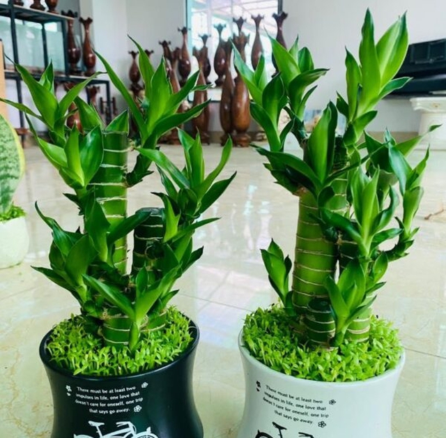 Người tuổi này nếu trong nhà có cây trúc phát tài, công việc thăng tiến, tiền bạc của cải phất lên như diều gặp gió- Ảnh 3. Người tuổi này nếu trong nhà có cây trúc phát tài, công việc thăng tiến, tiền bạc của cải phất lên như diều gặp gió- Ảnh 3.