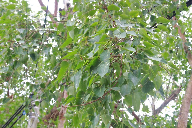 Cận cảnh cây Bồ Đề hơn 900 năm tuổi ở Ninh Bình - Ảnh 5.