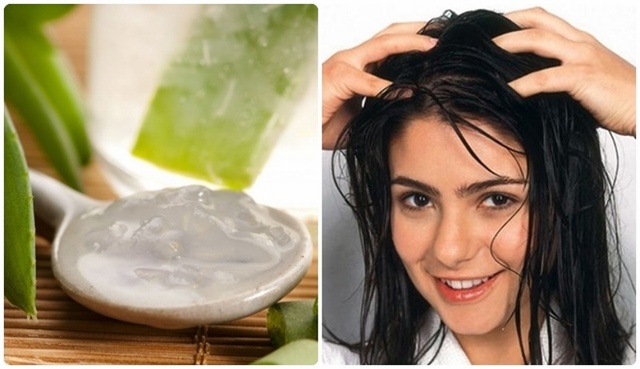Ủ tóc bằng nha đam có tác dụng gì?- Ảnh 2. Ủ tóc bằng nha đam có tác dụng gì?- Ảnh 2.