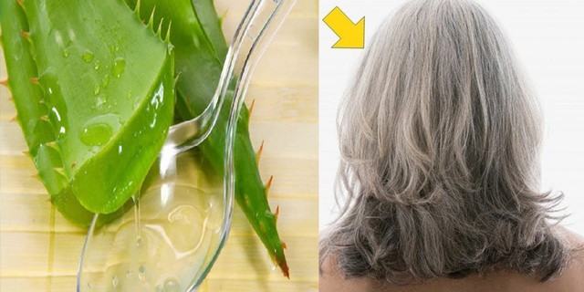 Ủ tóc bằng nha đam có tác dụng gì?- Ảnh 3. Ủ tóc bằng nha đam có tác dụng gì?- Ảnh 3.