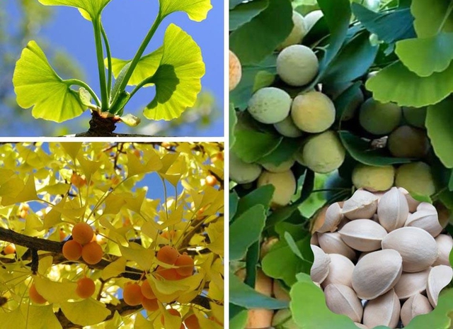 Loại cây cảnh được xem như 'báu vật' trong nhà của những người sành chơi- Ảnh 4.