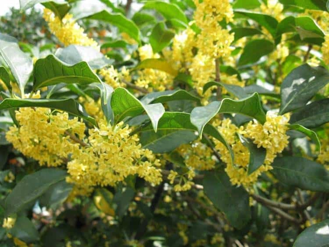 Loại cây cảnh được xem như 'báu vật' trong nhà của những người sành chơi- Ảnh 3.