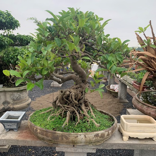 Nếu trồng những cây này tại nhà, tài lộc đội nón ra đi- Ảnh 2.