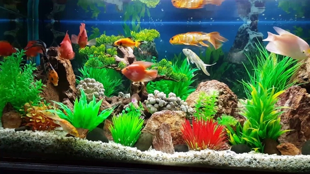 Số lượng cá và vị trí đặt bể cá cho người mệnh Hỏa - Ảnh 2.