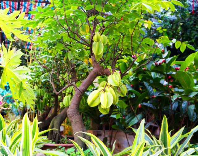 Vì sao lại nói trồng cây khế trước sân nhà con cháu đời đời giàu sang- Ảnh 2. Vì sao lại nói trồng cây khế trước sân nhà con cháu đời đời giàu sang- Ảnh 2.