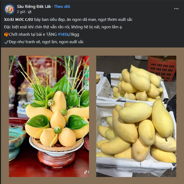 Tiểu thương tiết lộ về nguồn gốc của loại xoài vàng ươm, thơm nức đang bán đầy chợ Việt - Ảnh 4. Tiểu thương tiết lộ về nguồn gốc của loại xoài vàng ươm, thơm nức đang bán đầy chợ Việt - Ảnh 4.