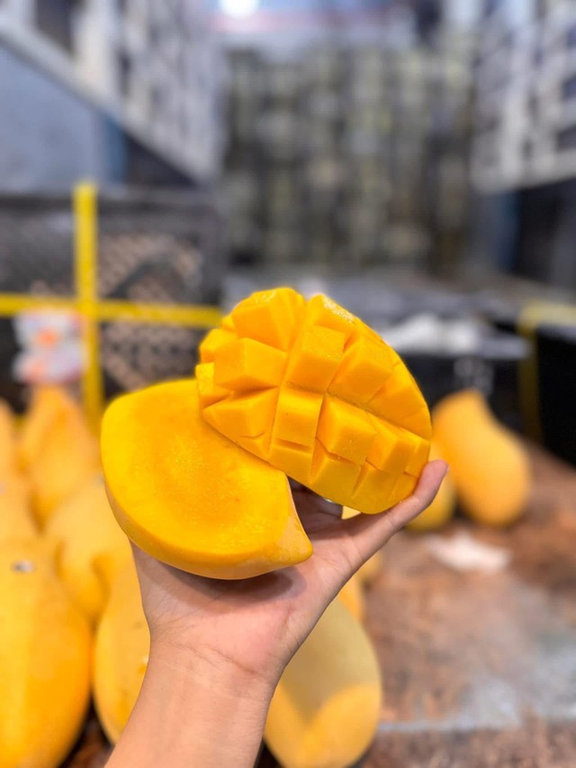 Tiểu thương tiết lộ về nguồn gốc của loại xoài vàng ươm, thơm nức đang bán đầy chợ Việt - Ảnh 12. Tiểu thương tiết lộ về nguồn gốc của loại xoài vàng ươm, thơm nức đang bán đầy chợ Việt - Ảnh 12.