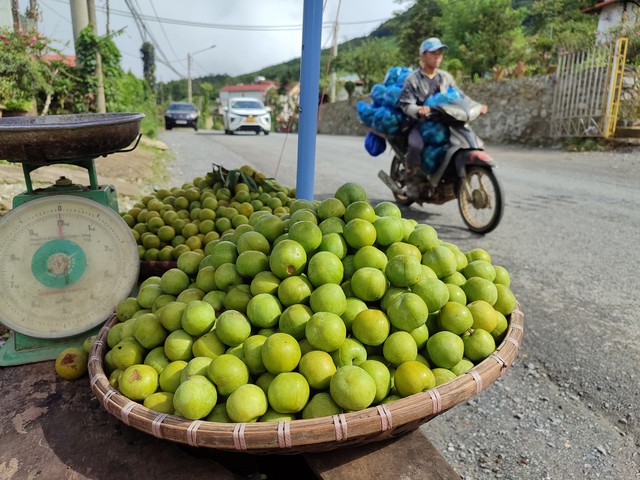 Thực hư về nguồn gốc loại mận róc hạt đang bán đầy thị trường - Ảnh 3. Thực hư về nguồn gốc loại mận róc hạt đang bán đầy thị trường - Ảnh 3.