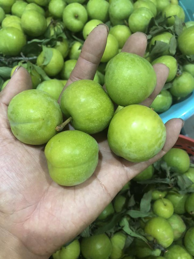 Thực hư về nguồn gốc loại mận róc hạt đang bán đầy thị trường - Ảnh 7. Thực hư về nguồn gốc loại mận róc hạt đang bán đầy thị trường - Ảnh 7.