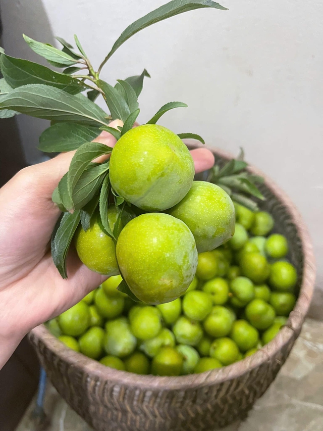 Thực hư về nguồn gốc loại mận róc hạt đang bán đầy thị trường - Ảnh 8. Thực hư về nguồn gốc loại mận róc hạt đang bán đầy thị trường - Ảnh 8.