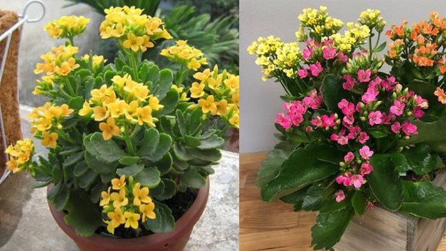 Muốn cuộc sống được may mắn và tài lộc, hãy đặt cây này trong nhà- Ảnh 2. Muốn cuộc sống được may mắn và tài lộc, hãy đặt cây này trong nhà- Ảnh 2.