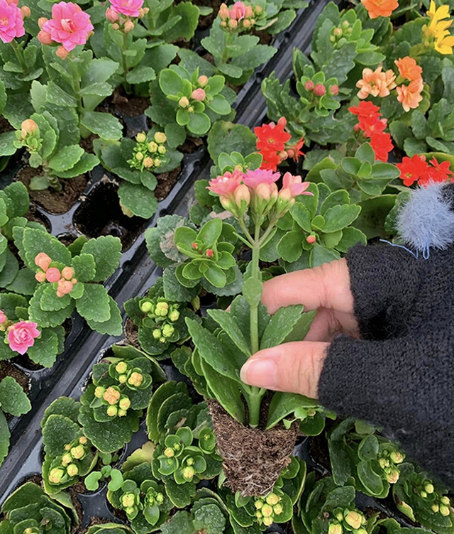 Muốn cuộc sống được may mắn và tài lộc, hãy đặt cây này trong nhà- Ảnh 4. Muốn cuộc sống được may mắn và tài lộc, hãy đặt cây này trong nhà- Ảnh 4.