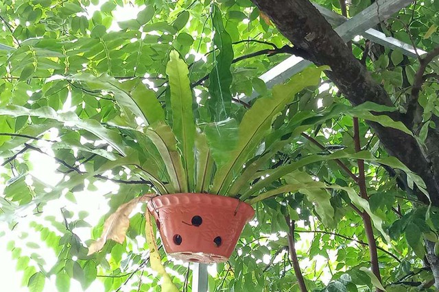 Trong nhà nếu có cây này, gia chủ sẽ không lo hết tiền, sức khỏe viên mãn- Ảnh 3. Trong nhà nếu có cây này, gia chủ sẽ không lo hết tiền, sức khỏe viên mãn- Ảnh 3.