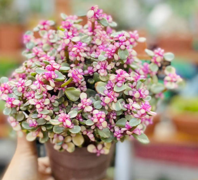Nên đặt cây sen đá đô la ở đâu trong nhà để giúp gia chủ thu hút tài lộc và bảo vệ sự thịnh vượng trong gia đình- Ảnh 4. Nên đặt cây sen đá đô la ở đâu trong nhà để giúp gia chủ thu hút tài lộc và bảo vệ sự thịnh vượng trong gia đình- Ảnh 4.