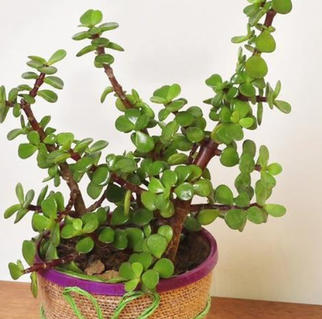 Nên đặt cây sen đá đô la ở đâu trong nhà để giúp gia chủ thu hút tài lộc và bảo vệ sự thịnh vượng trong gia đình- Ảnh 3. Nên đặt cây sen đá đô la ở đâu trong nhà để giúp gia chủ thu hút tài lộc và bảo vệ sự thịnh vượng trong gia đình- Ảnh 3.