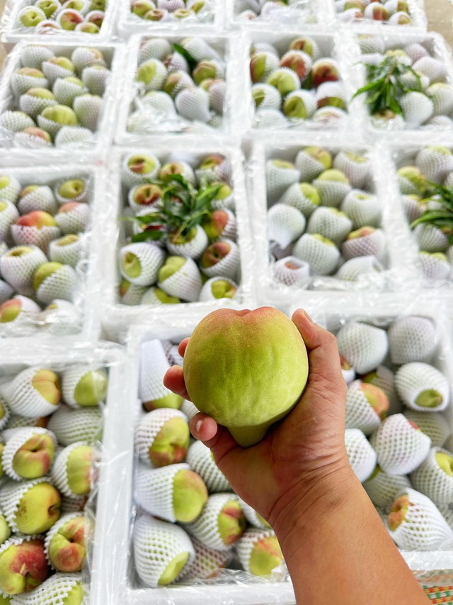 Đào mỏ quạ vào mùa bán đầy thị trường, tiểu thương chỉ cách phân biệt hàng Việt Nam và Trung Quốc - Ảnh 12. Đào mỏ quạ vào mùa bán đầy thị trường, tiểu thương chỉ cách phân biệt hàng Việt Nam và Trung Quốc - Ảnh 12.