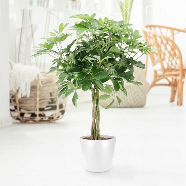 Cây cảnh phong thủy phòng lãnh đạo cho người mệnh Mộc- Ảnh 3.