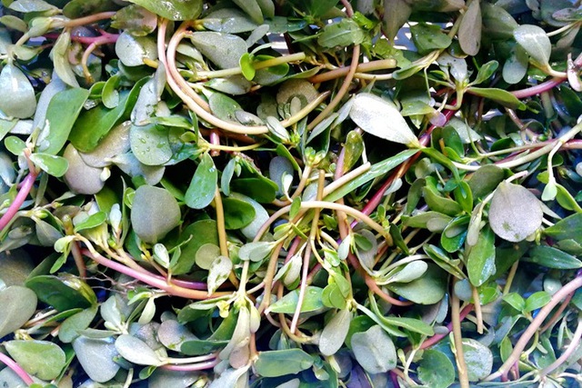 Loại rau ít ngậm thuốc trừ sâu nhất chợ, hỗ trợ thải độc, tốt cho sức khỏe người bị tiểu đường- Ảnh 2. Loại rau ít ngậm thuốc trừ sâu nhất chợ, hỗ trợ thải độc, tốt cho sức khỏe người bị tiểu đường- Ảnh 2.