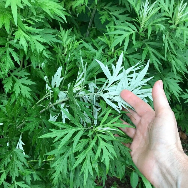 Trong ‘tháng cô hồn’ nên mang theo bên người những thứ này - Ảnh 4.