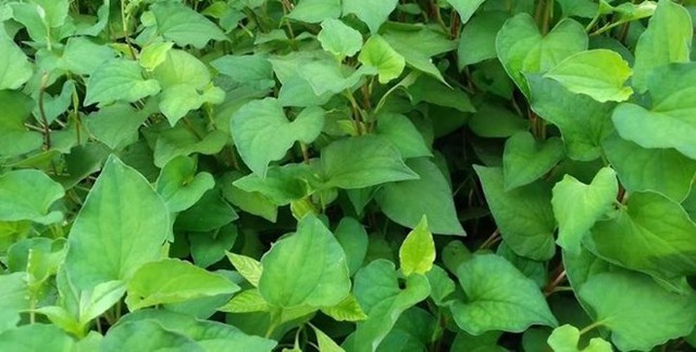 Kinh nghiệm thải độc gan: Loại lá rẻ tiền bán đầy chợ, làm mát gan, kiểm soát đường huyết cực tốt, chỉ 5k đủ cho cả nhà dùng - Ảnh 2.