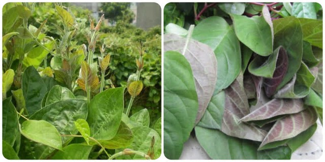 Loại rau ít 'ngậm' thuốc trừ sâu nhất chợ, đặc biệt tốt cho người bị đau dạ dày, có 4 cách chế biến thành món ngon đặc trưng- Ảnh 2. Loại rau ít 'ngậm' thuốc trừ sâu nhất chợ, đặc biệt tốt cho người bị đau dạ dày, có 4 cách chế biến thành món ngon đặc trưng- Ảnh 2.